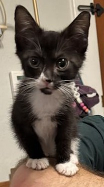 Smudge Domestic Short Hair Cat