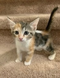 Rose Domestic Short Hair Cat