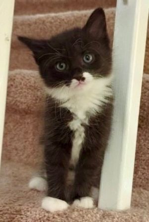 Bianca Domestic Long Hair Cat