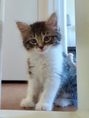 Charles Domestic Long Hair Cat