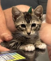 Teddy Domestic Short Hair Cat