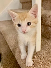 Iry Domestic Short Hair Cat