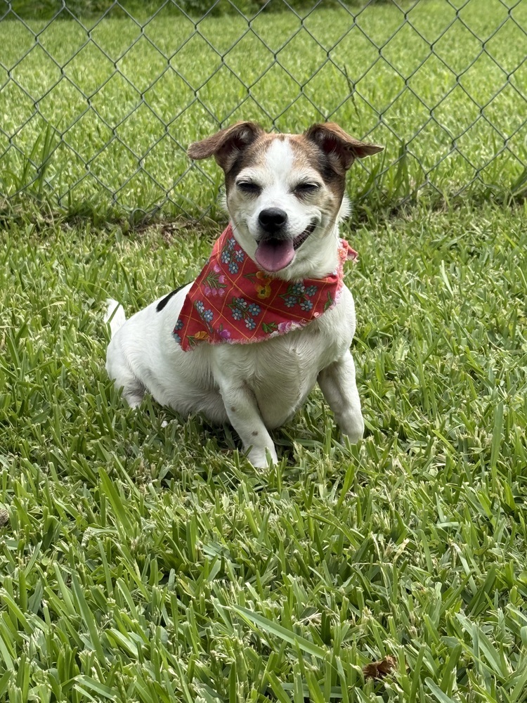 Miss Priss