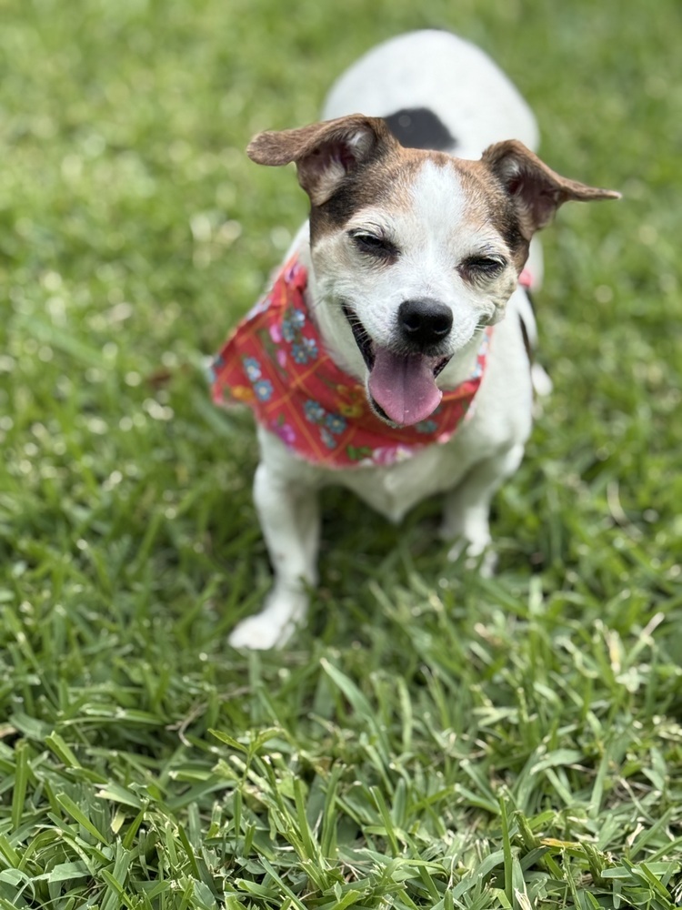 Miss Priss
