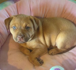 Roo, Baby Female unknown