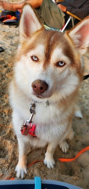 Minnie (Pomski), Adult Female unknown