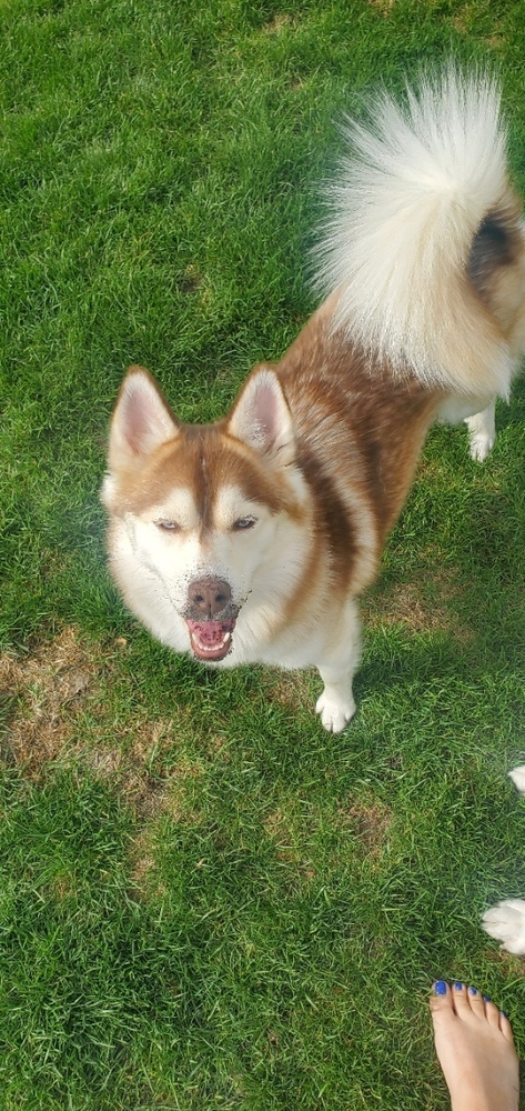 Minnie (Pomski)