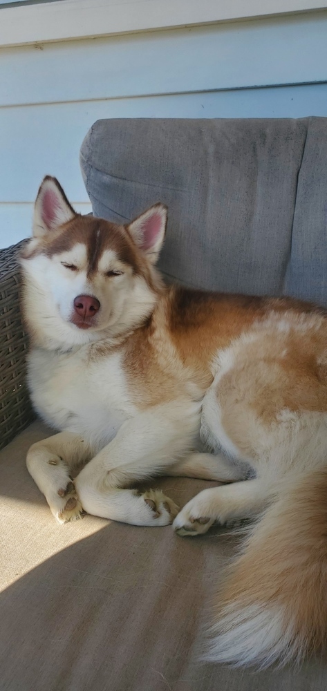 Minnie (Pomski)