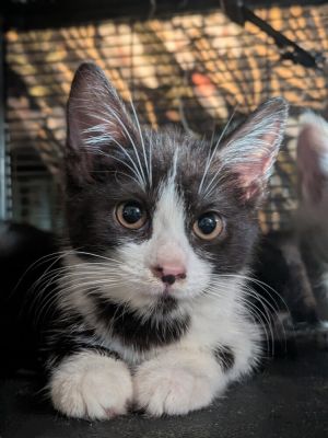 The Cat in The Hat, Baby Female unknown