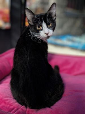 The Cat in The Hat, Baby Female unknown