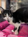 The Cat in The Hat photo 2