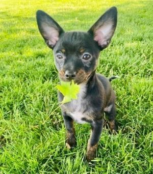 Raisin - AVAILABLE Chihuahua Dog