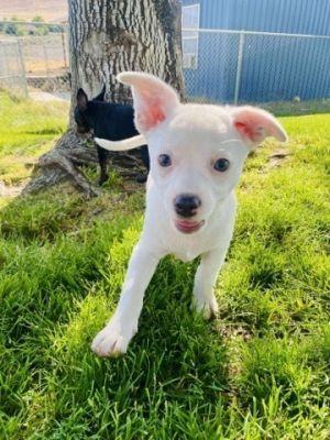 Oatmeal - AVAILABLE Chihuahua Dog