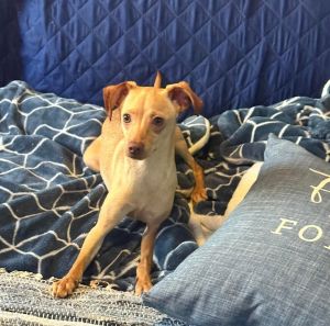 Meghan Chihuahua Dog