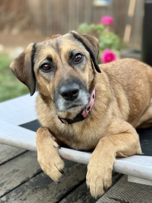 Milan is a 3-year-old mixed breed dog who weighs about 43 lbs She was found in a pile of garbage