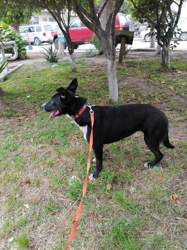 Chia The Tripod