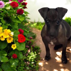 Fern Chihuahua Dog
