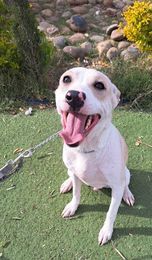 Griffin, an adoptable Setter in San Francisco, CA, 94112 | Photo Image 2