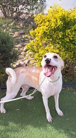 Griffin, an adoptable Setter in San Francisco, CA, 94112 | Photo Image 3