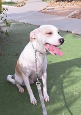 Griffin, an adoptable Setter in San Francisco, CA, 94112 | Photo Image 4