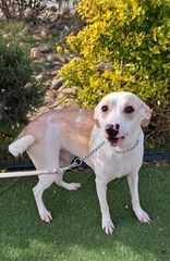 Griffin, an adoptable Setter in San Francisco, CA, 94112 | Photo Image 5