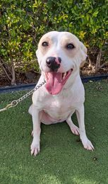 Griffin, an adoptable Setter in San Francisco, CA, 94112 | Photo Image 6