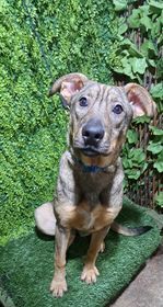 Please welcome gorgeous Gabby This pretty girl is about 9 months old and some magical mix of dog br