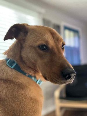 Cairo Mixed Breed Dog