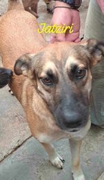 Yatziry is a 3-year-old neutered male Shepherd mix who is available for adoption There is a lighter