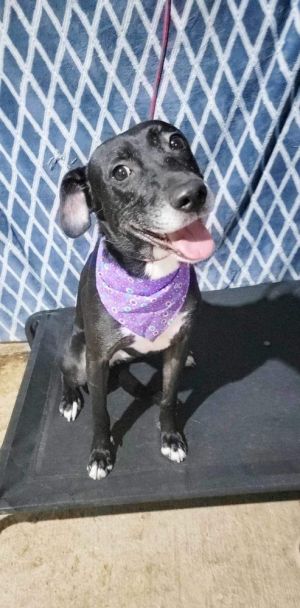 Anika is a sociable 2-year-old dog weighing around 37 lbs She is friendly with both dogs and peopl