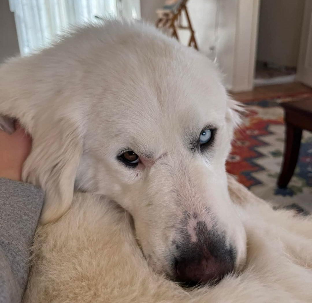 Pinecone, an adoptable Great Pyrenees in Hamilton, MT, 59840 | Photo Image 1