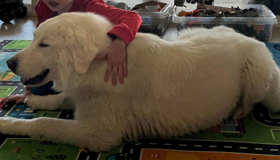 Pinecone, an adoptable Great Pyrenees in Hamilton, MT, 59840 | Photo Image 2