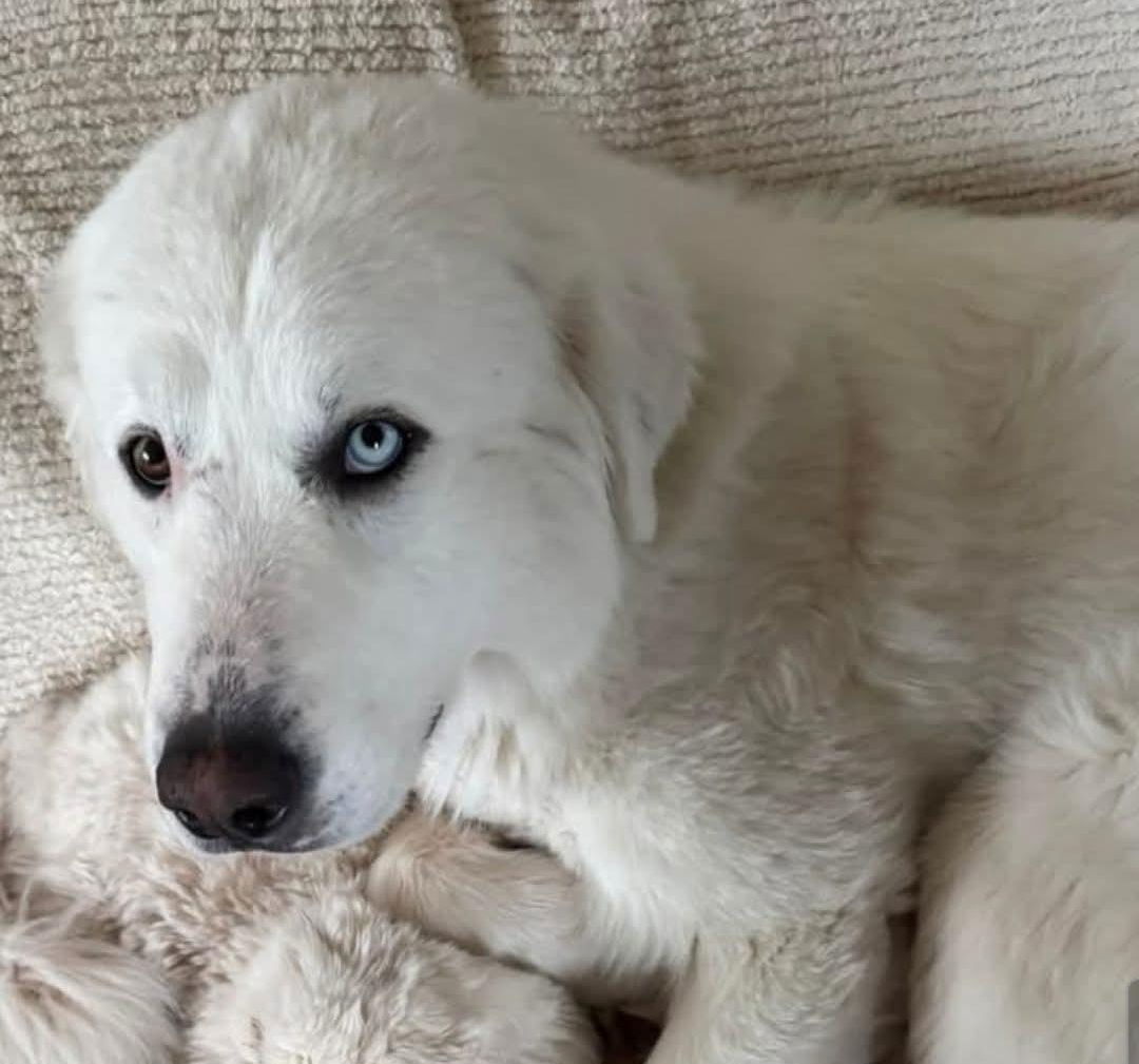 Pinecone, an adoptable Great Pyrenees in Hamilton, MT, 59840 | Photo Image 3