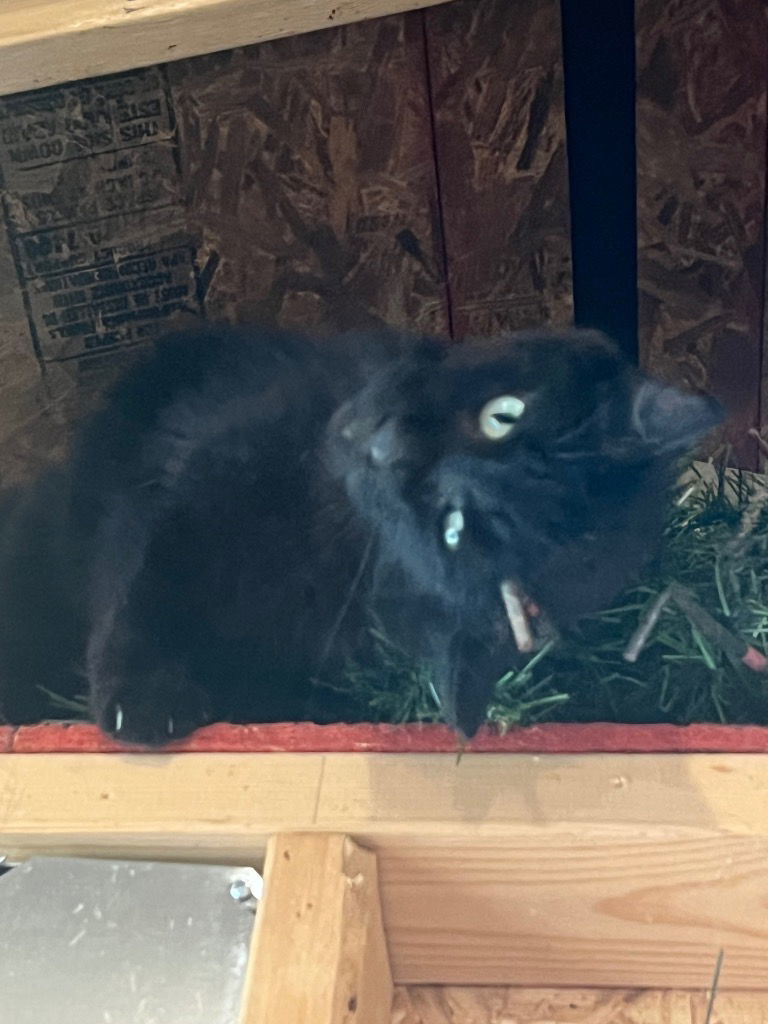 Binx