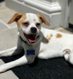 Winston Marshall Jack Russell Terrier Dog