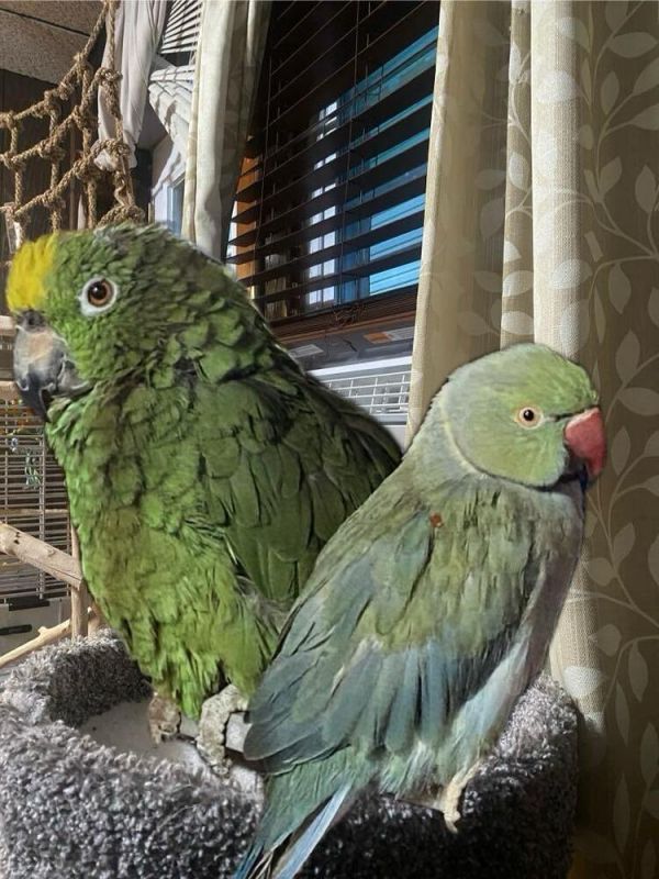 Oscar