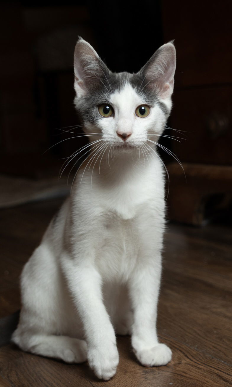 KITTEN GASTON