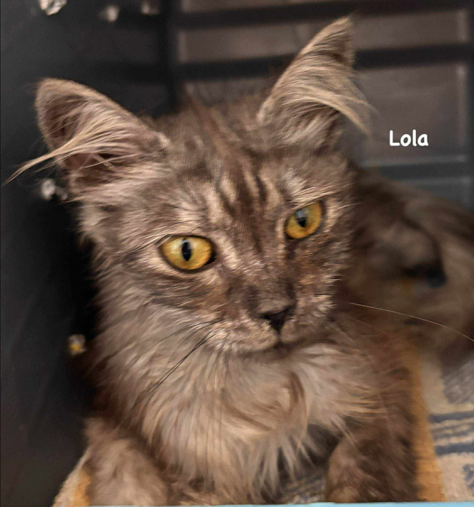 Lola: At shelter