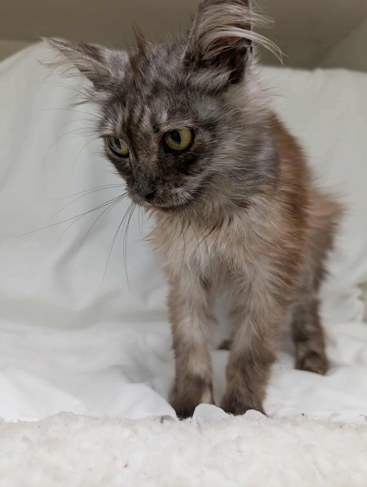 Lola: At shelter