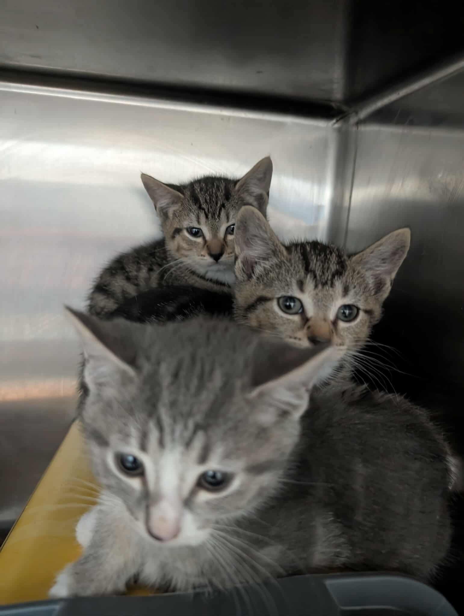 Time - Visit At Petsmart Lynchburg