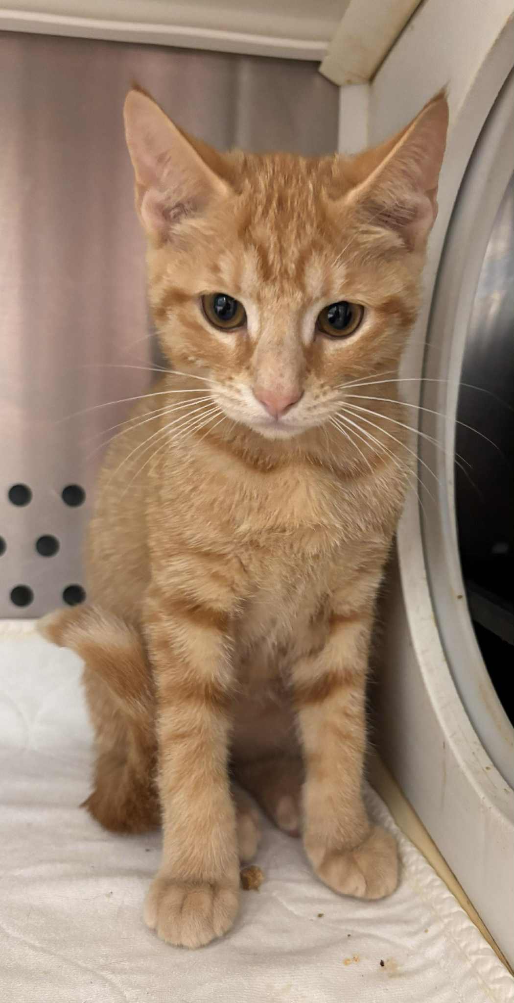 Peppermint Patty - Not At shelter (Debra)