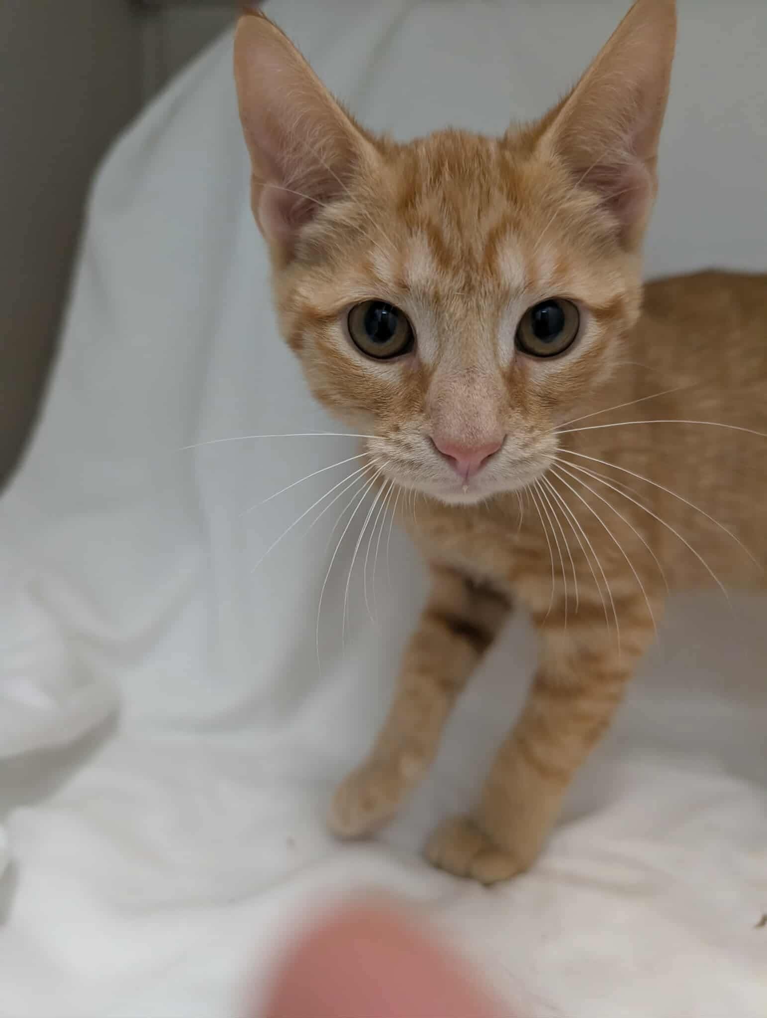 Peppermint Patty - Not At shelter (Debra)