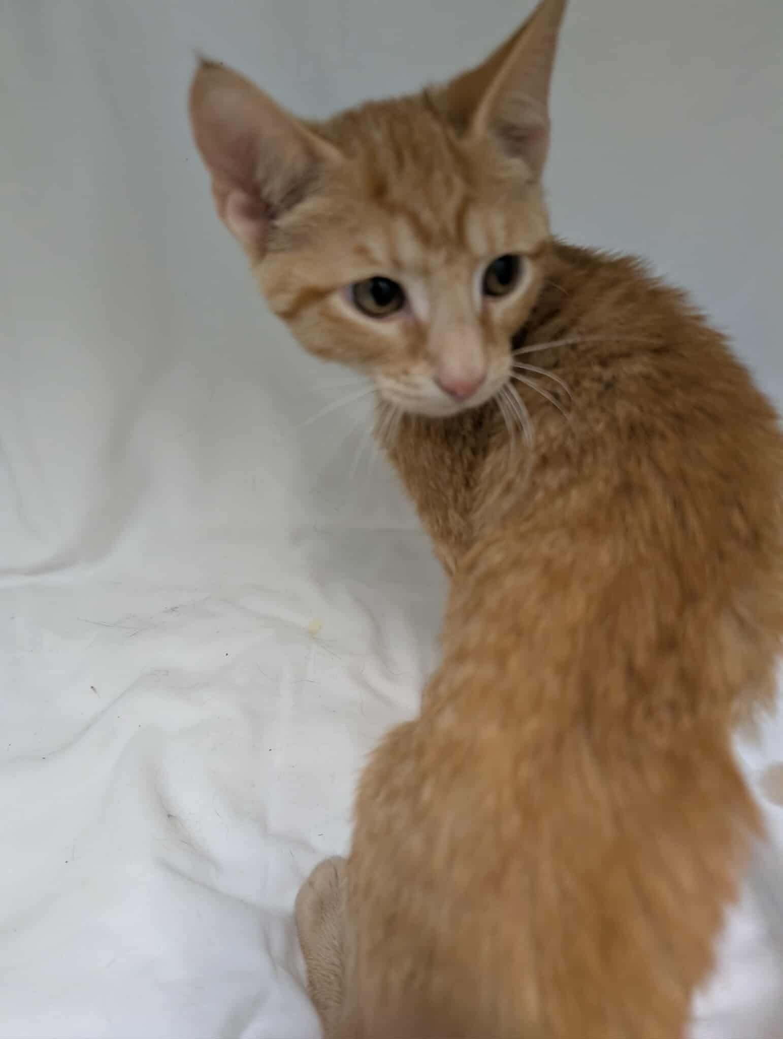 Peppermint Patty - Not At shelter (Debra)
