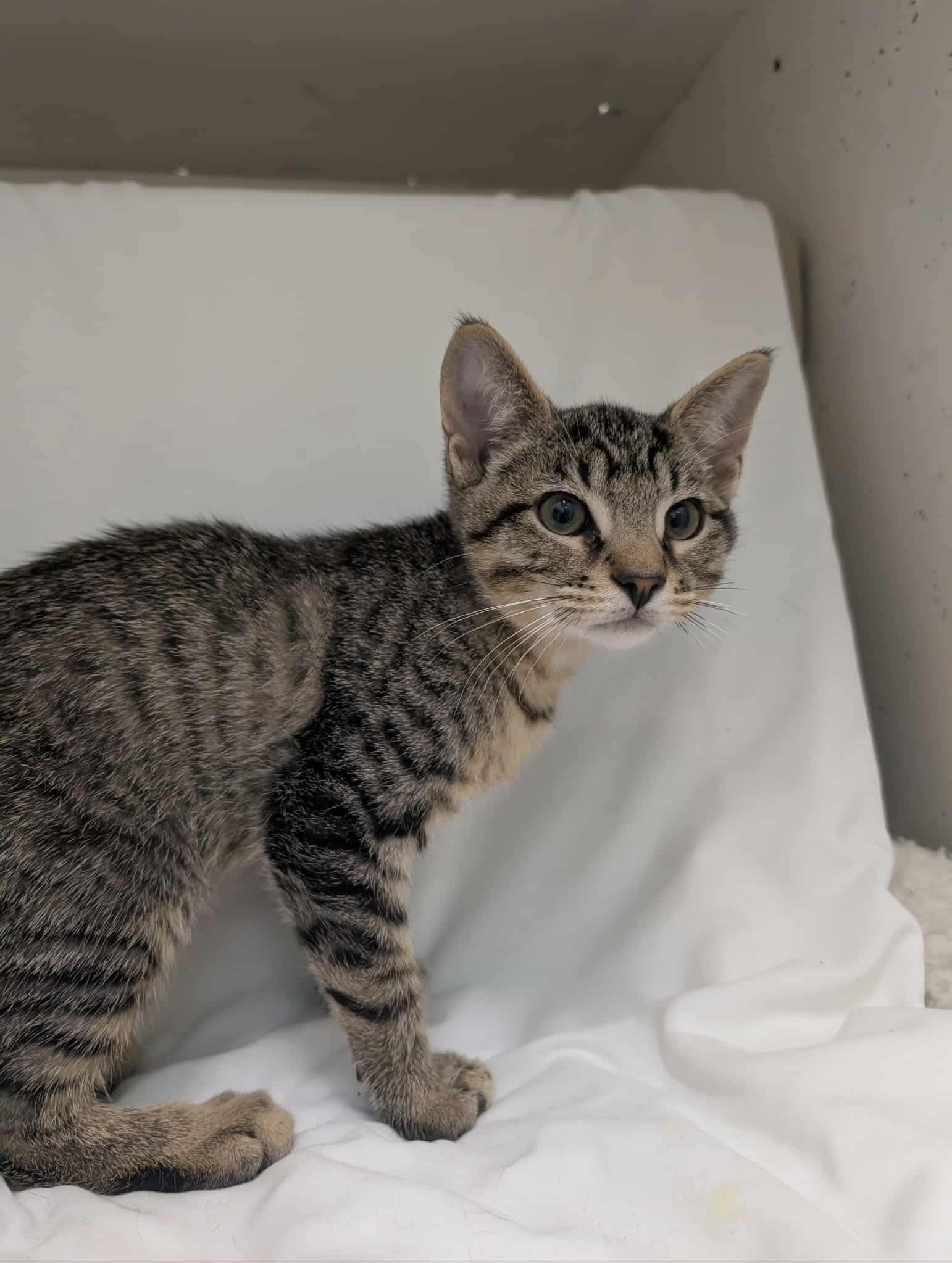 Linus Van Pelt - Not at shelter (Debra)