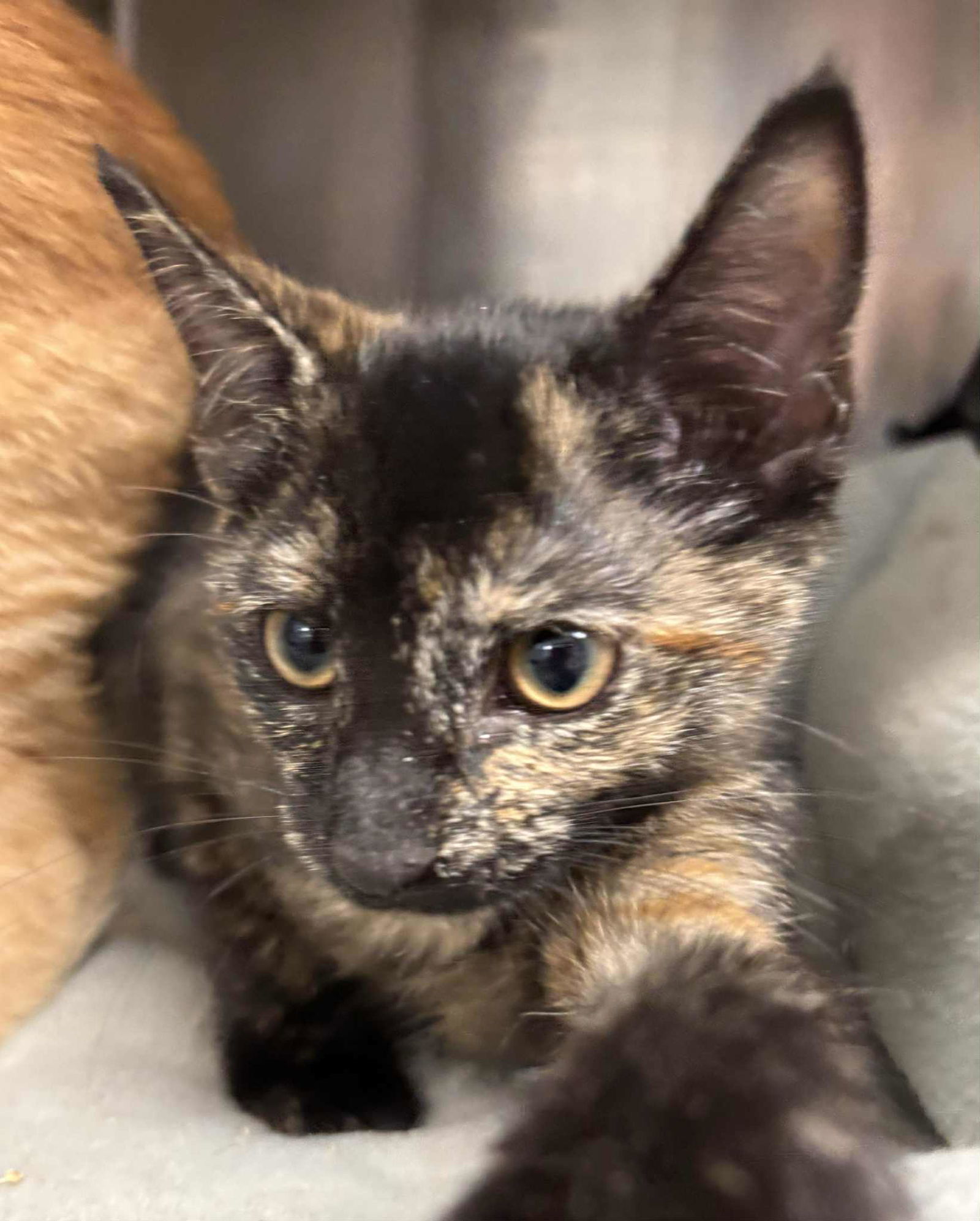 Sally Brown - Not At shelter (Debra)