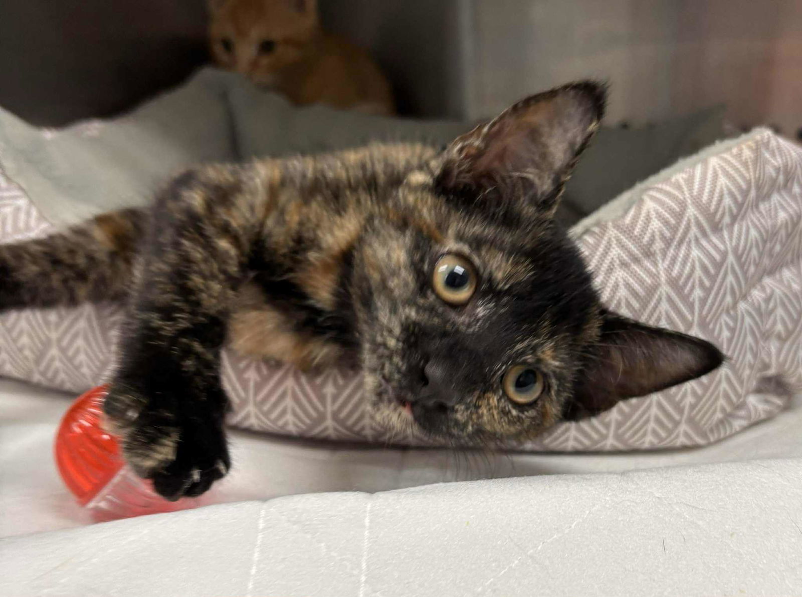 Sally Brown - Not At shelter (Debra)