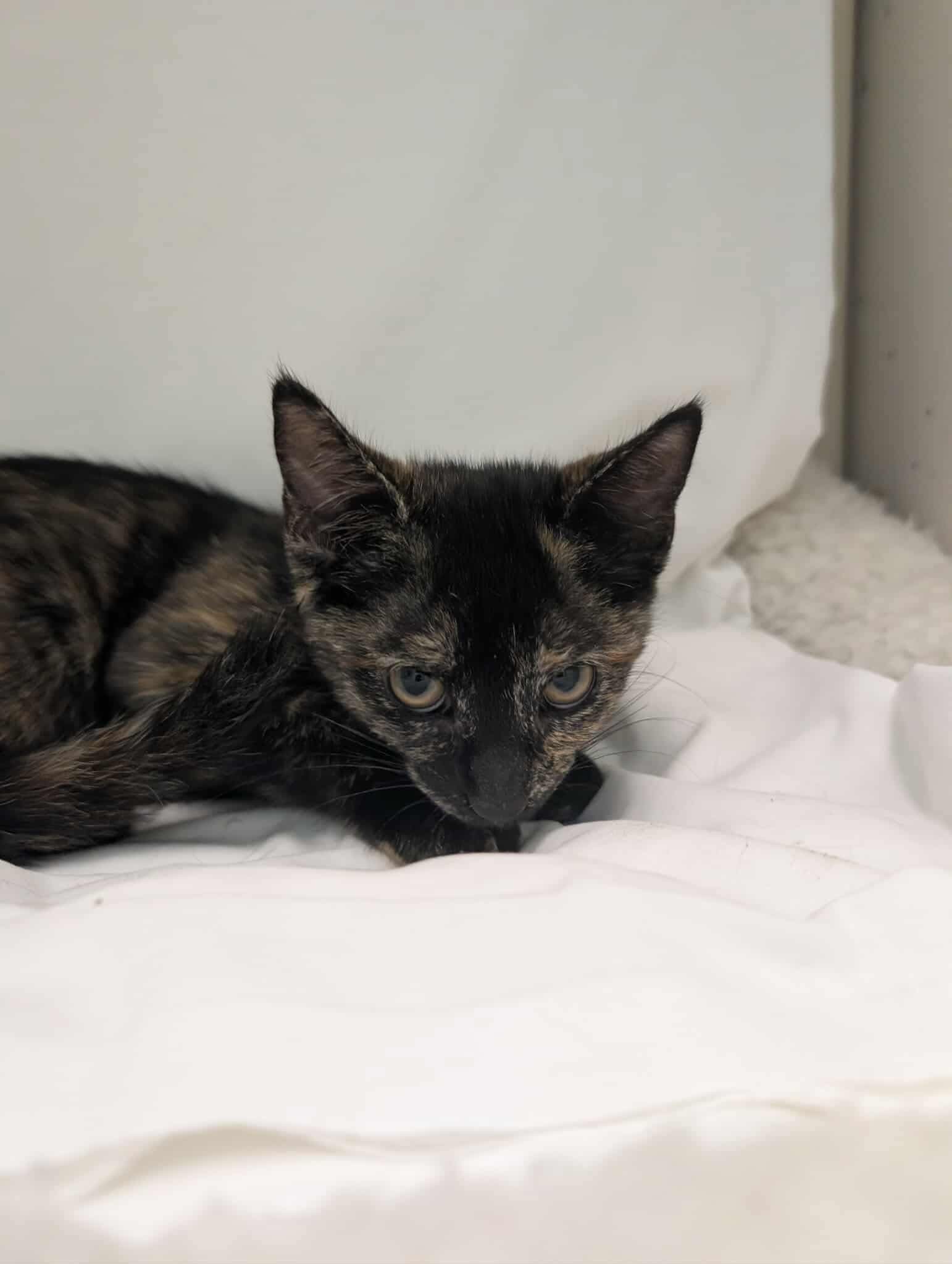 Sally Brown - Not At shelter (Debra)