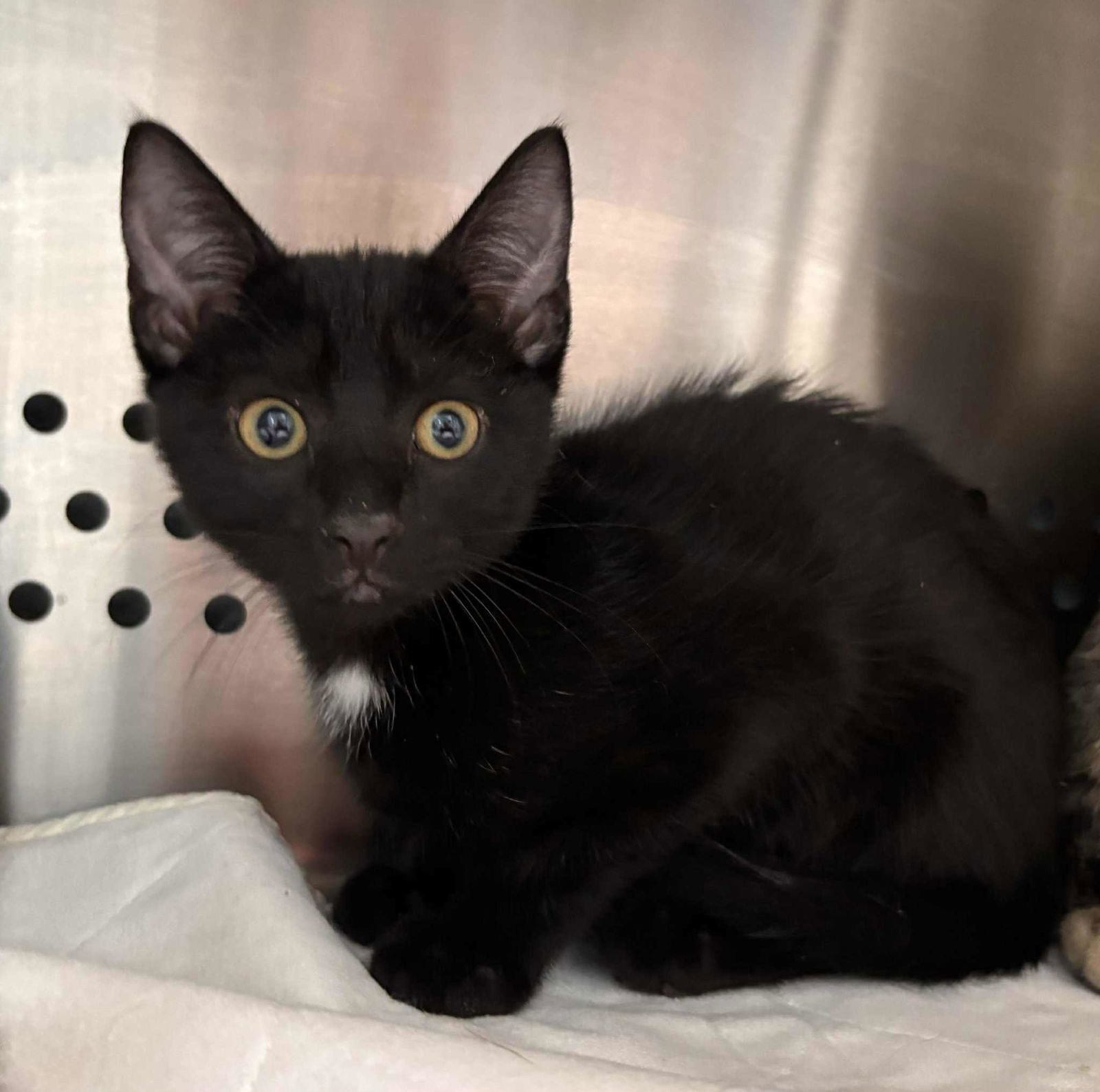 Charlie Brown - Not at shelter (Debra)