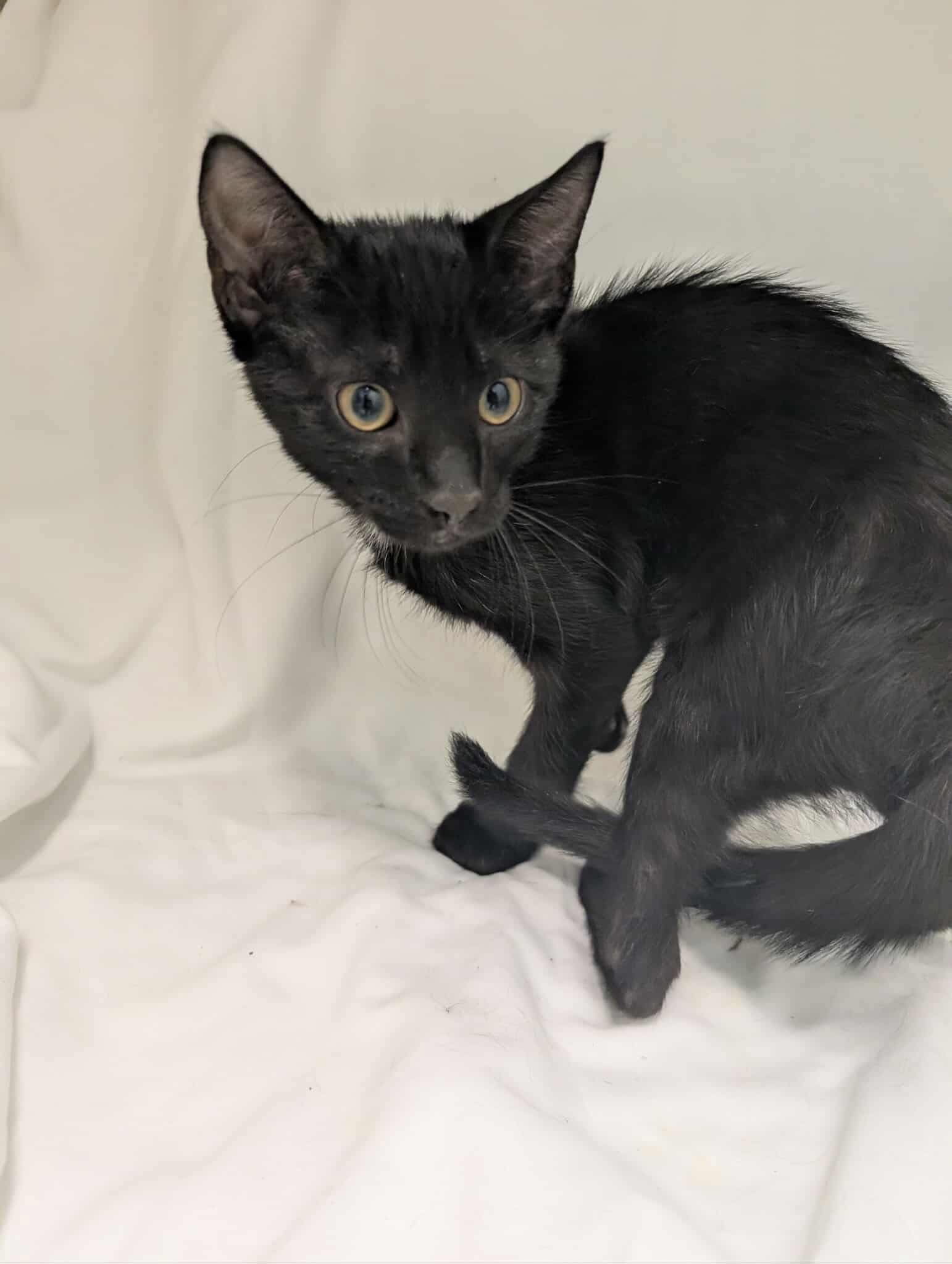 Charlie Brown - Not at shelter (Debra)