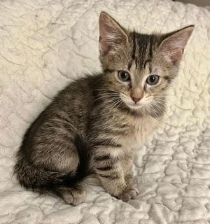 Riley Tabby Cat